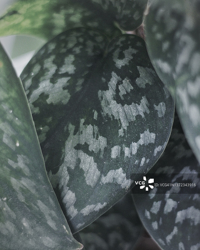 星点藤图片素材