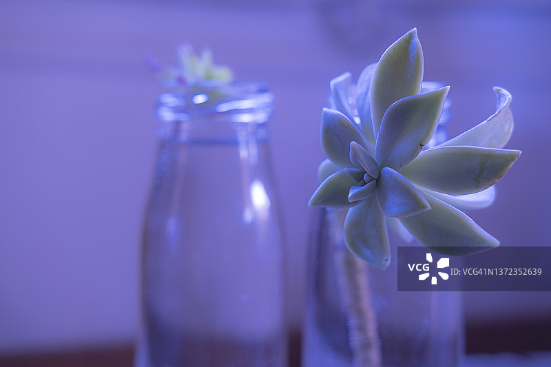 肉质植物图片素材