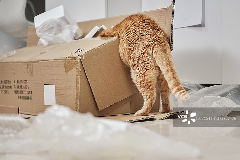 好奇的小猫爬进纸板箱图片素材