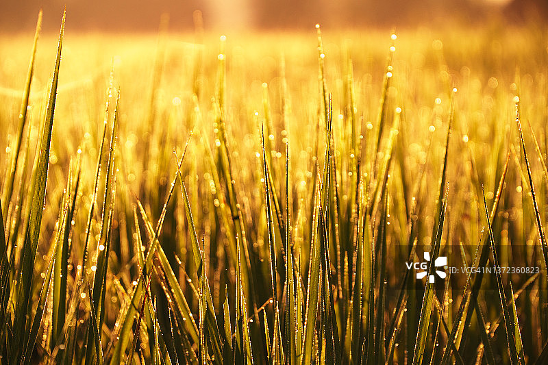 金色稻米特写图片素材