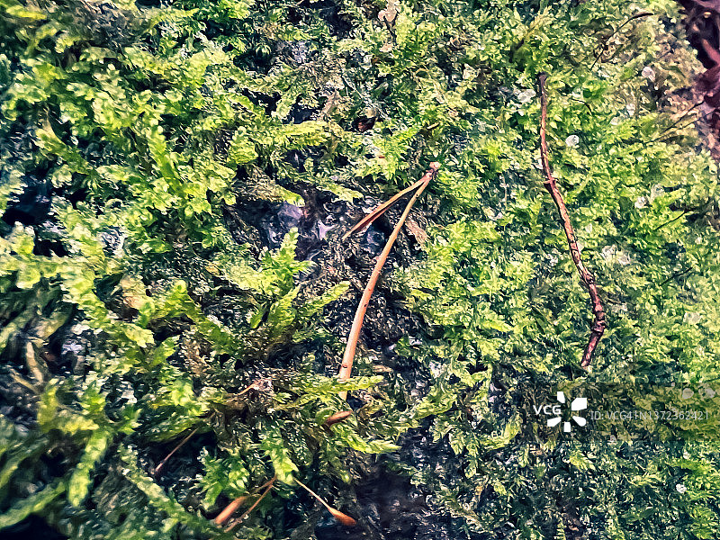 长满苔藓的潮湿树桩图片素材