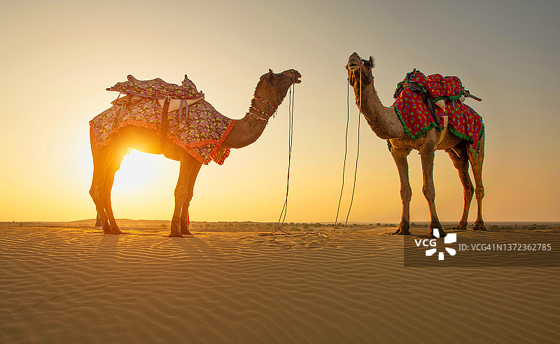拉贾斯坦沙漠骆驼剪影图片素材