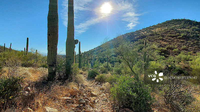 图森山公园的巨人柱仙人掌沙漠景观图片素材
