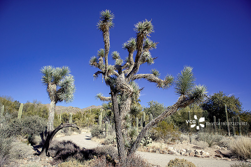 亚利桑那州图森郊外的约书亚树图片素材