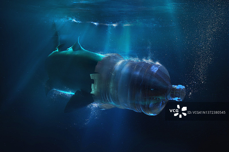 鲨鱼头部卡在塑料水容器中图片素材