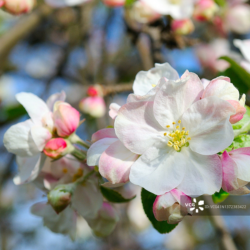 阳光明媚的春日花园里盛开的粉白色苹果树花朵与蔚蓝的天空图片素材
