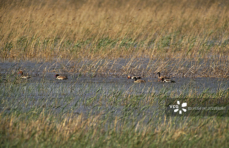 荒野中的鸭子图片素材