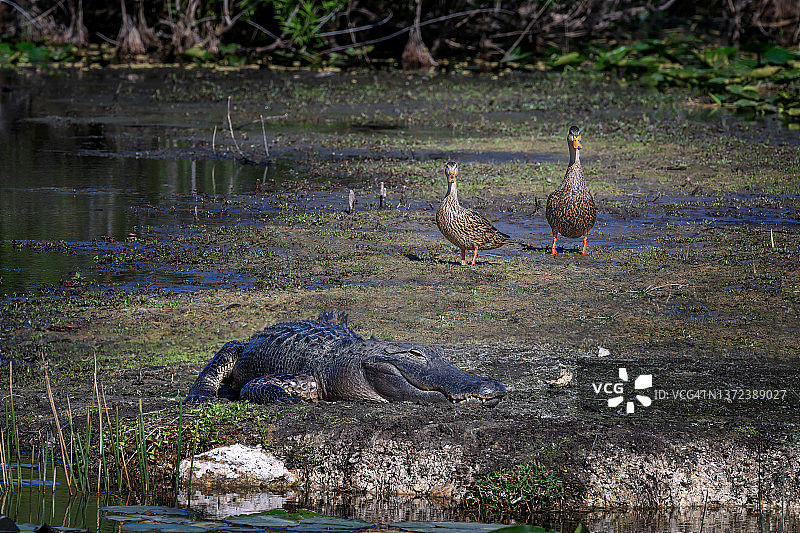 斑鸭夫妇在佛罗里达州威尼斯杰维湖观看鳄鱼图片素材