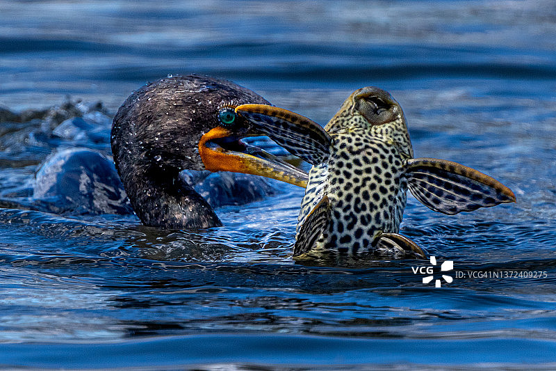鸬鹚捕鱼图片素材