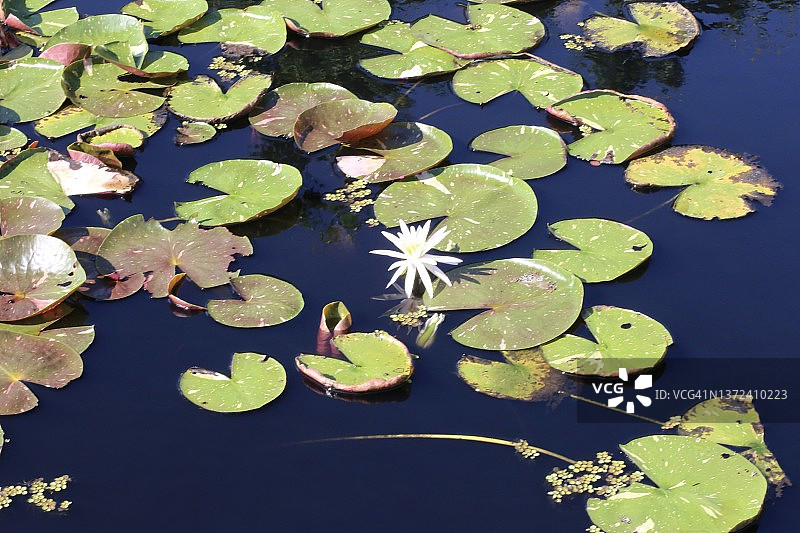平静池塘中的睡莲花（Nymphaeaceae）图片素材