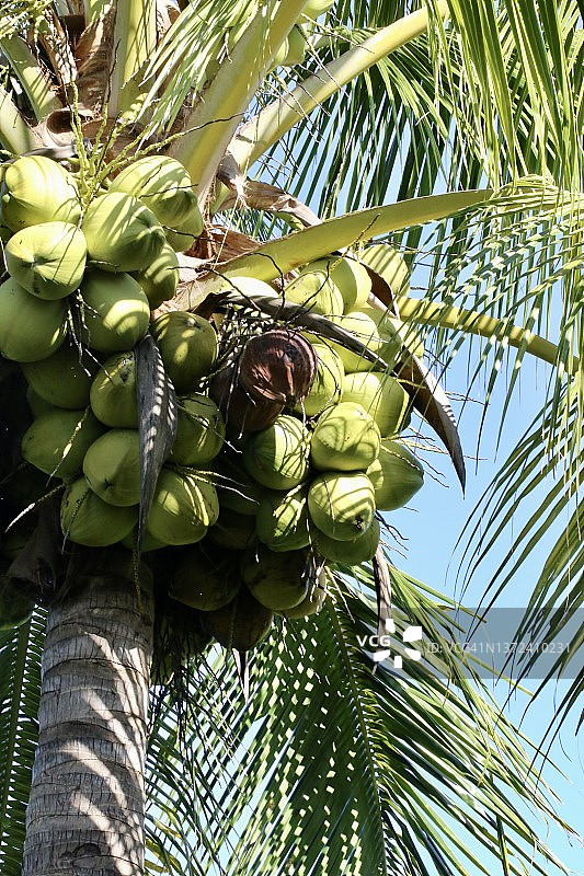 椰子树图片素材