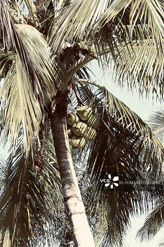 热带棕榈树上的椰子图片素材