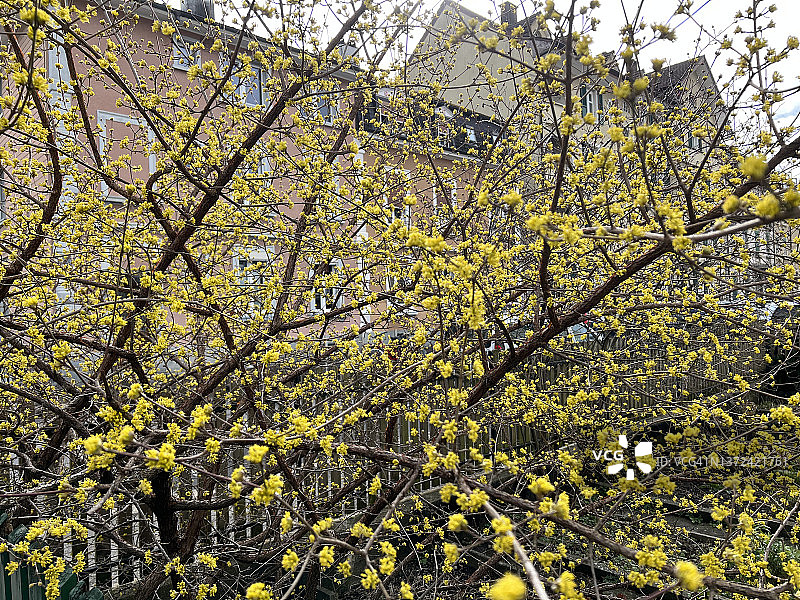 春季的 Cornus mas 树图片素材