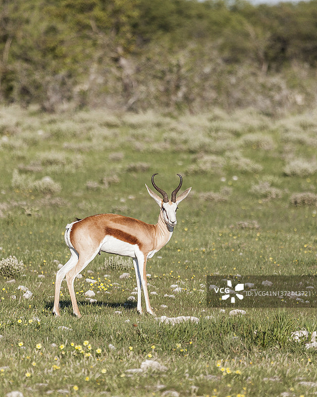 在纳米比亚埃托沙国家公园的雄性跳羚图片素材