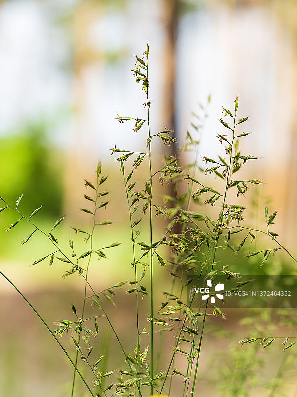 阳光明媚的日子里，绿色模糊背景下的野生谷物植物花序图片素材