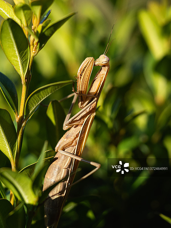 棕色欧洲螳螂栖息在绿叶中特写图片素材