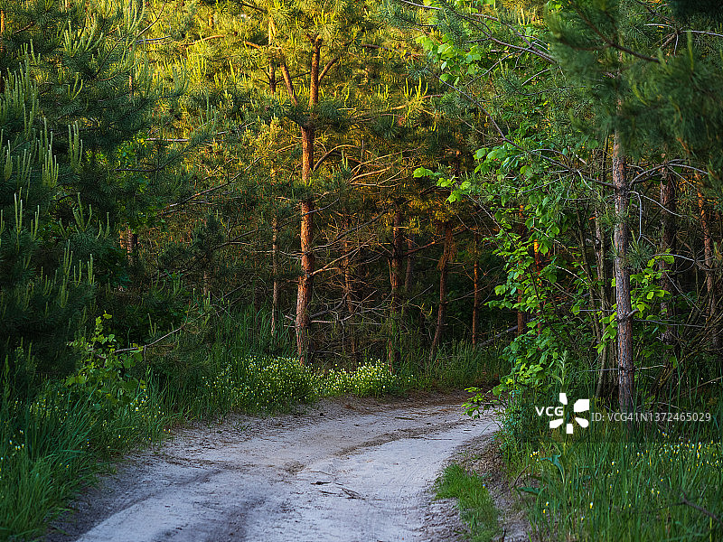 夏季森林小径风景图片素材