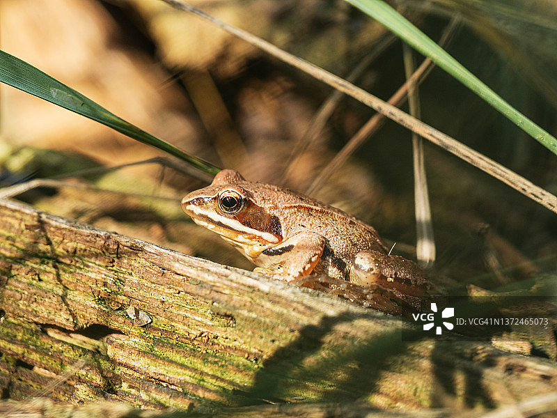 阳光明媚的日子里，栖息在木桩上的小青蛙特写镜头图片素材