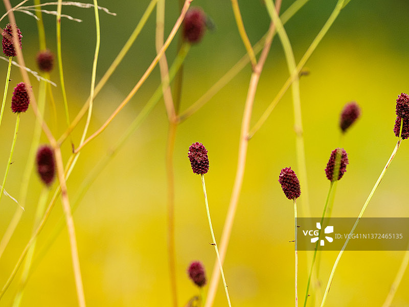 夏季草甸上的地榆图片素材