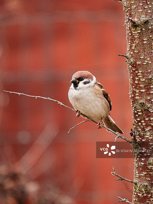 麻雀栖息在树枝上，红色模糊背景特写图片素材
