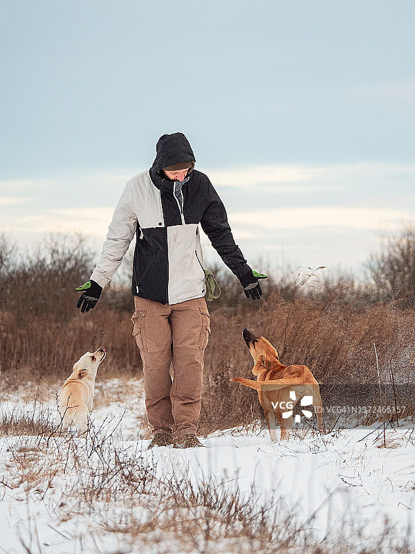 冬天带着两只狗散步的男人图片素材