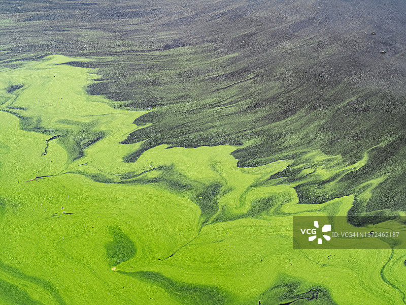 藻华形成的抽象绿色自然背景图片素材