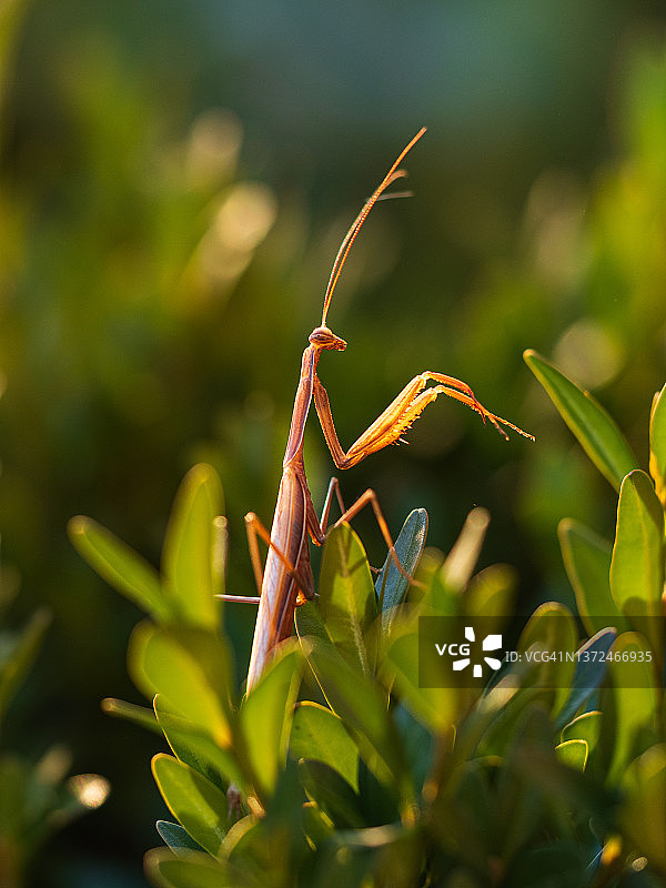 棕色欧洲螳螂栖息在绿叶中特写图片素材