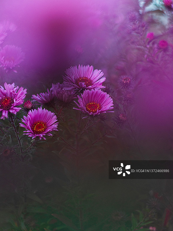 虚化背景上的鲜艳粉色紫菀花特写图片素材