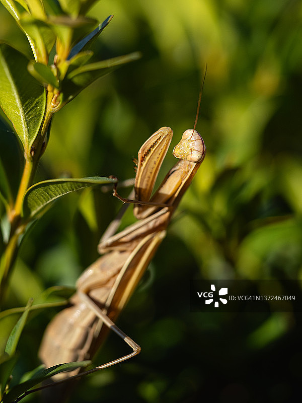 棕色欧洲螳螂栖息在绿叶中特写图片素材