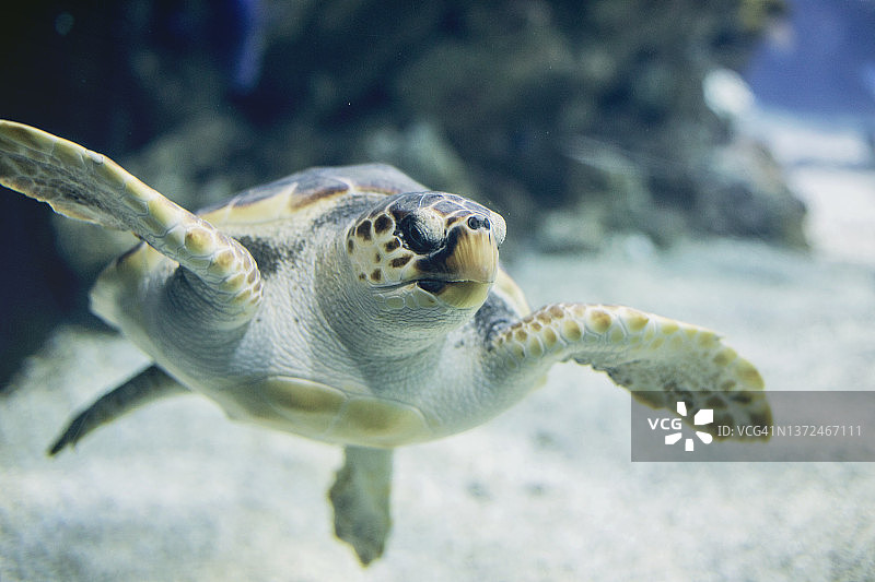 海中的海龟图片素材