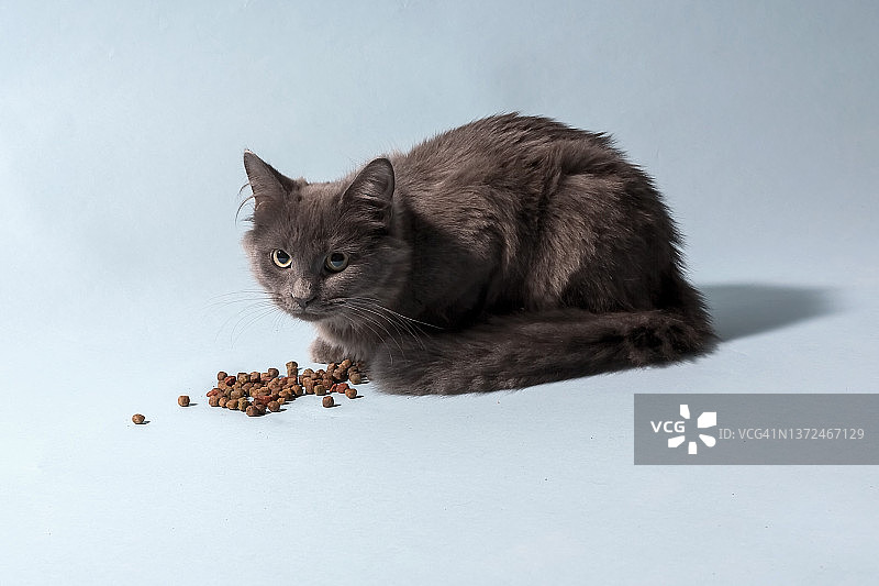 灰色猫在蓝色背景上吃干粮图片素材