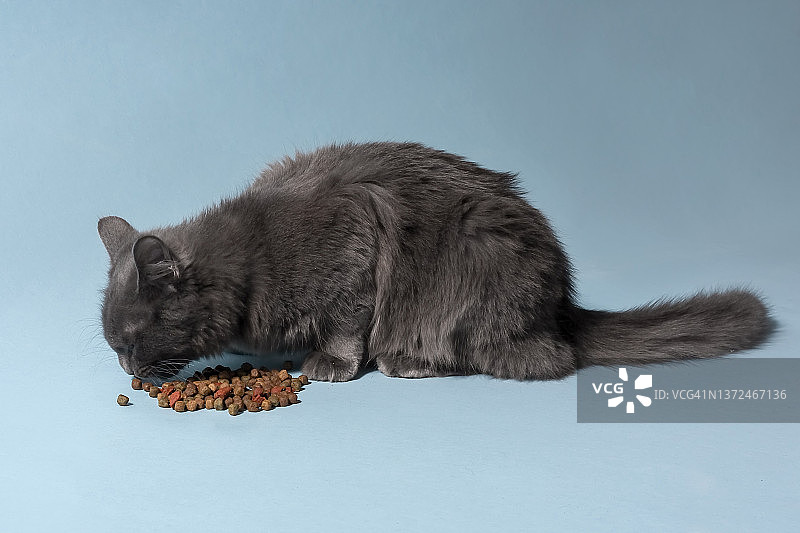 灰色猫在蓝色背景上吃干粮图片素材
