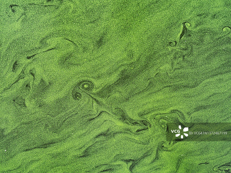 藻华形成的抽象绿色自然背景图片素材