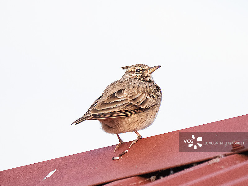 栖息在红色屋顶上的棕色鸟类特写，凤头百灵图片素材