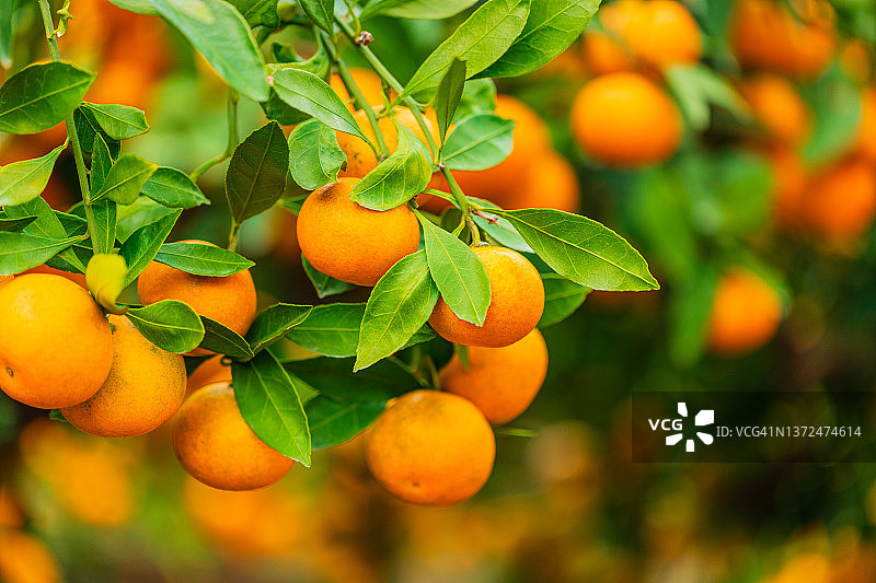 中国韩国济州岛的橘子图片素材