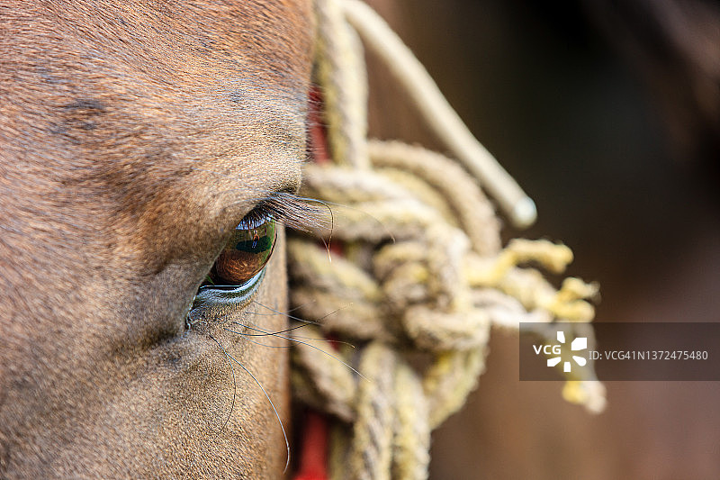 马的眼睛图片素材