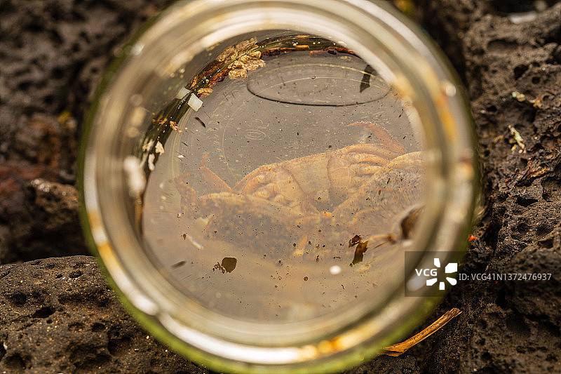 水瓶里的螃蟹图片素材