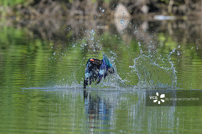 东方宽嘴翡翠沐浴图片素材