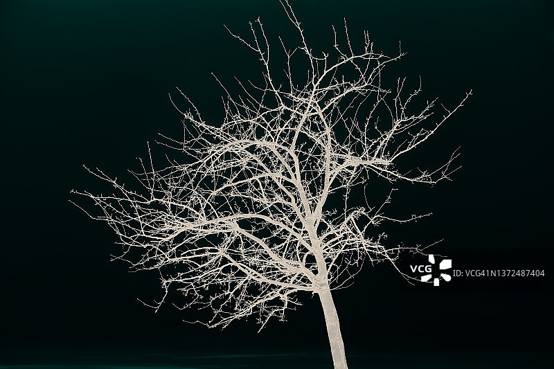 冬季的秃树图片素材