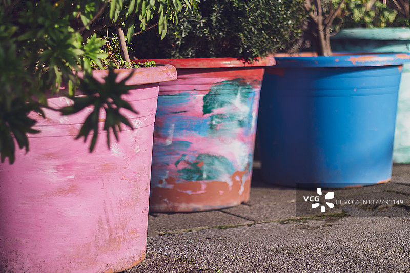 彩色植物盆栽特写图片素材