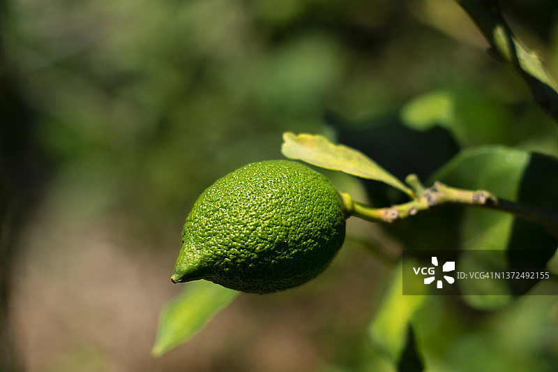 柠檬树苗图片素材