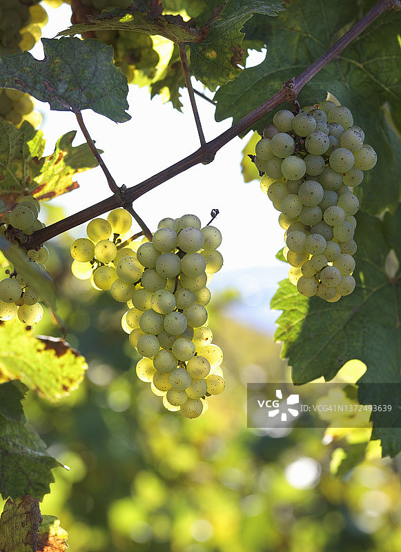 葡萄藤上的雷司令葡萄图片素材