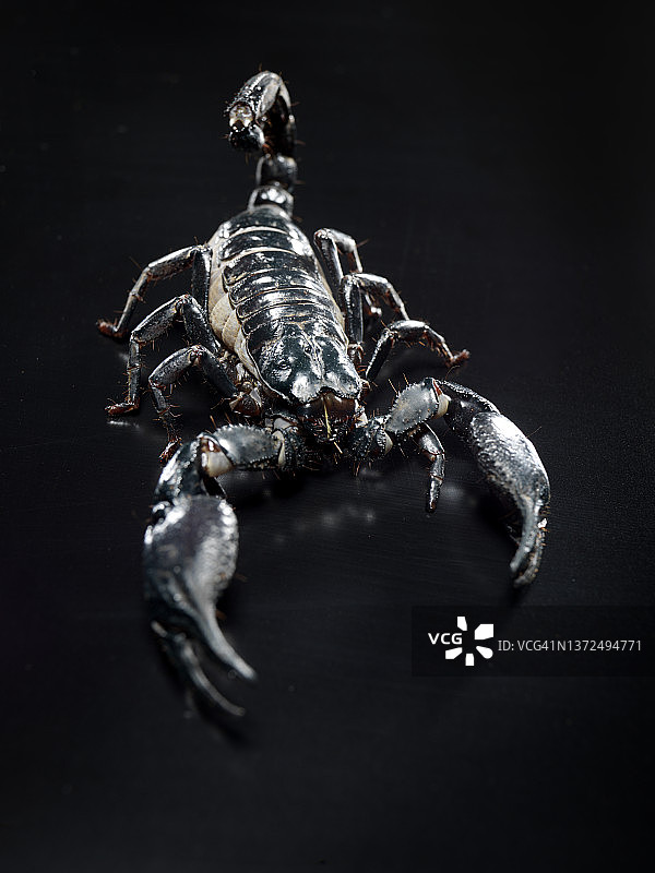 亚洲森林蝎图片素材