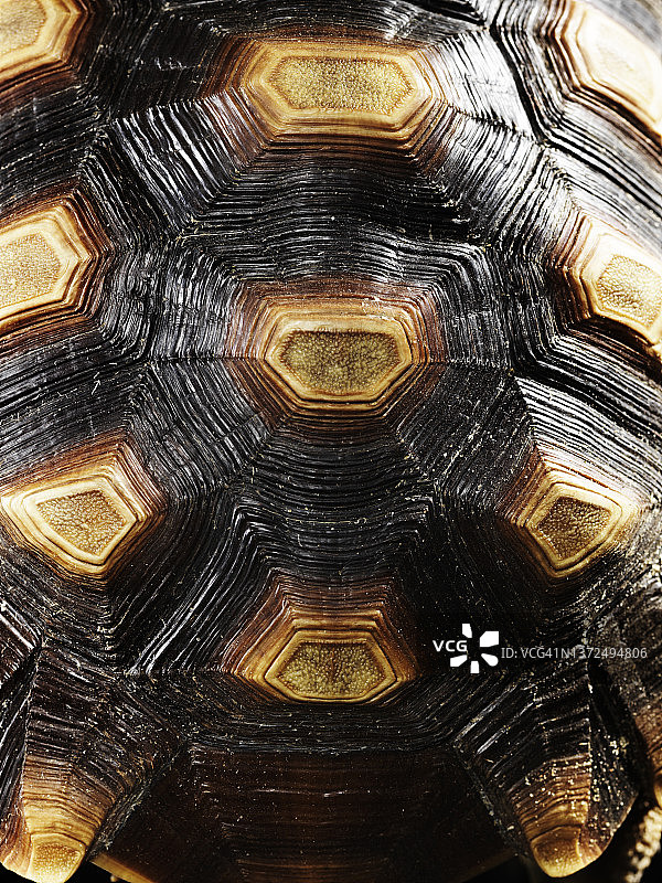 非洲盾臂龟图片素材