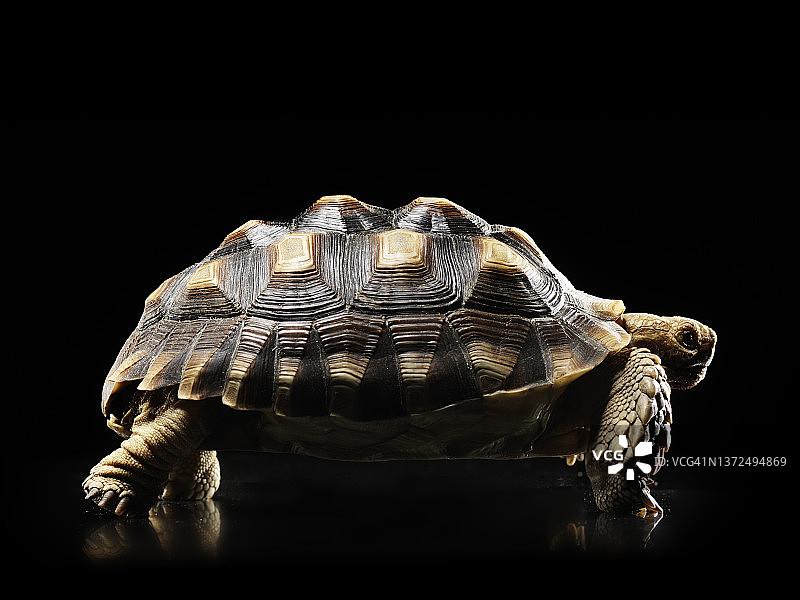 非洲盾臂龟图片素材