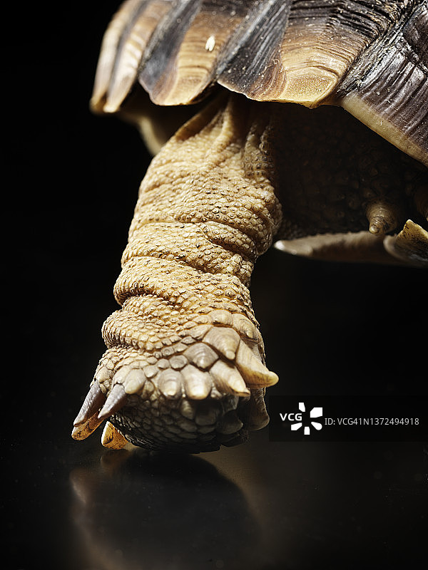 非洲盾臂龟图片素材