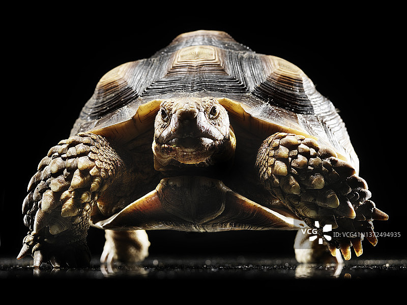 非洲盾臂龟图片素材