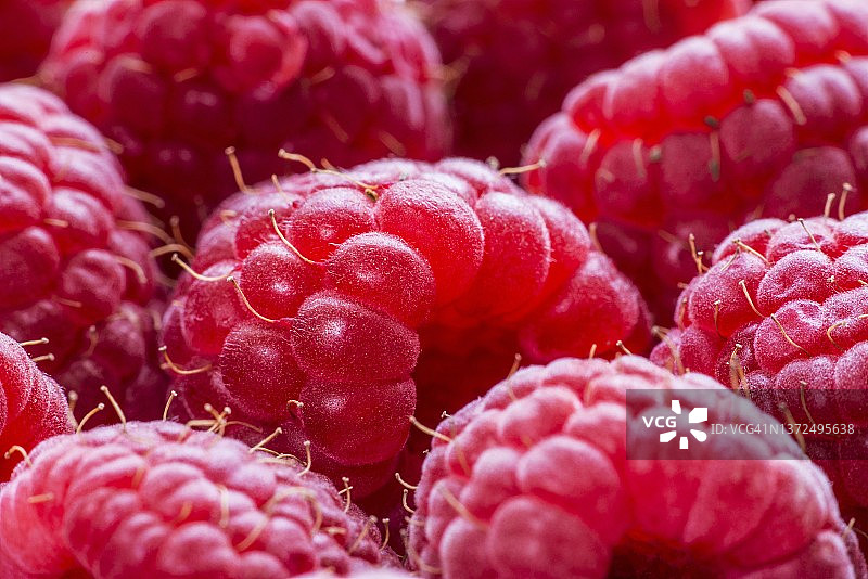 覆盆子特写图片素材