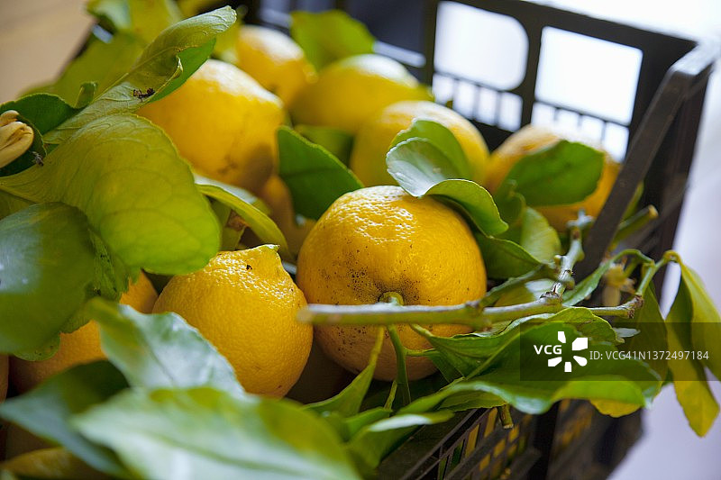 板条箱里的新鲜采摘的柠檬图片素材