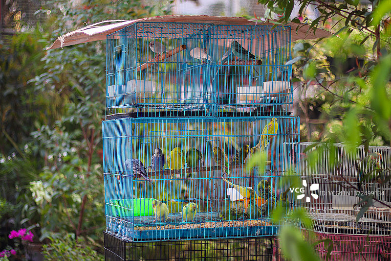 笼子里的彩色鸟类图片素材